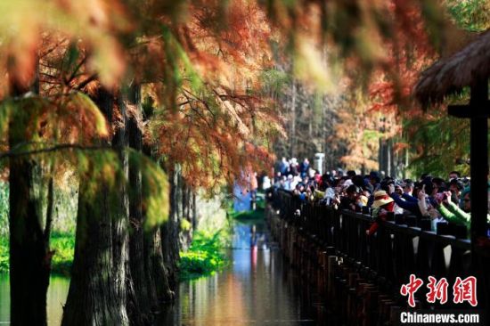 上海“水上森林"的迷人秋色吸引民众争相拍照。　汤彦俊 摄