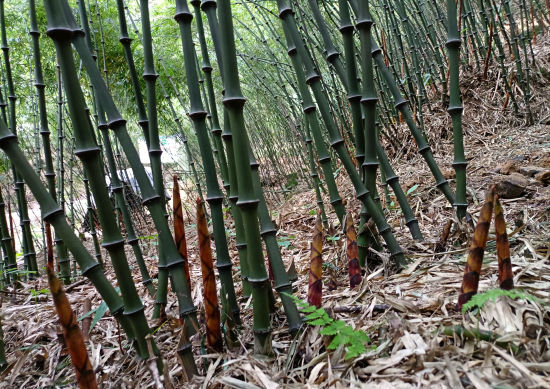 上海、广东接续发力助力大关筇竹产业蒸蒸日上