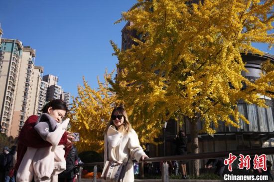 　　12月1日，市民在上海市长宁区黄金城道的银杏树下合影。中新网记者殷立勤摄