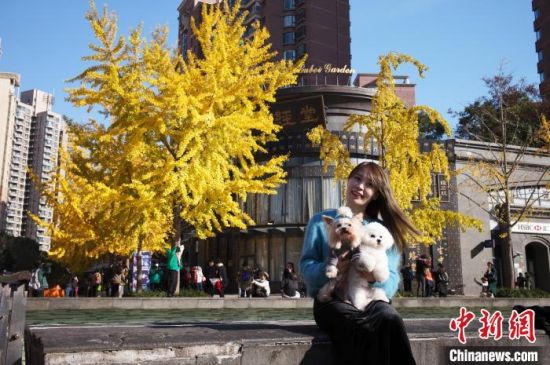 　　12月1日，市民带着宠物在上海市长宁区黄金城道的银杏树旁合影。中新网记者殷立勤摄