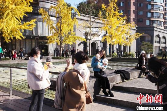 　　12月1日，市民带着宠物在上海市长宁区黄金城道的银杏树旁合影。中新网记者殷立勤摄