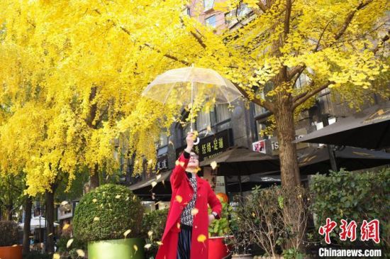 　　12月1日，市民在上海市长宁区黄金城道的银杏树下合影。中新网记者殷立勤摄