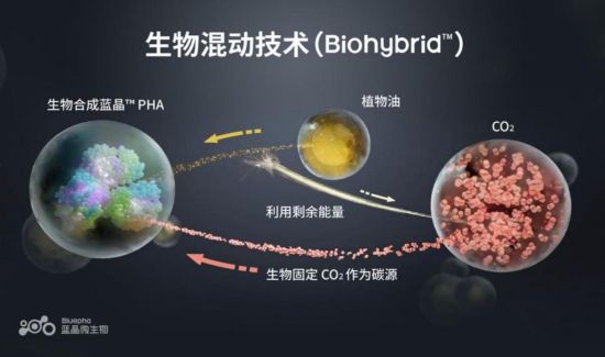 蓝晶微生物：合成生物学的未来肯定还是在中国