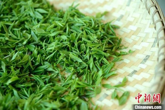 上海创新启动“市民健康茶饮文化节” 打开喝茶新方式